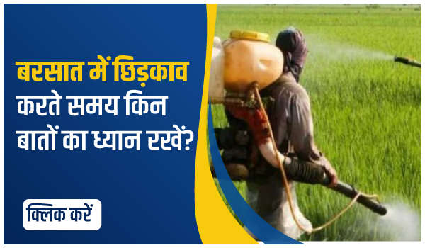 बरसात में छिड़काव करते समय किन बातों का ध्यान रखें?