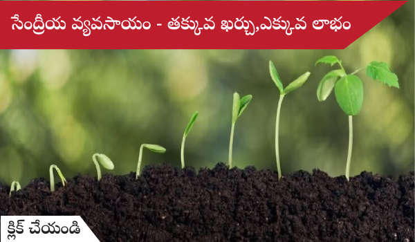 సేంద్రియ వ్యవసాయం - తక్కువ ఖర్చు, ఎక్కువ లాభం