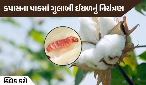 કપાસના પાકમાં ગુલાબી ઈયળનું નિયંત્રણ