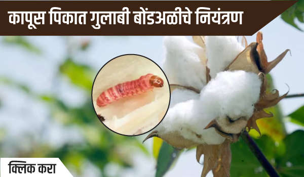 कापूस पिकात गुलाबी बोंडअळीचे नियंत्रण