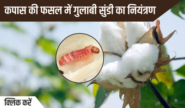 कपास की फसल में गुलाबी सुंडी का नियंत्रण