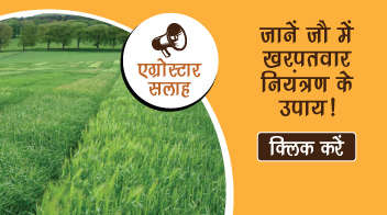 जानें जौ में खरपतवार नियंत्रण के उपाय!