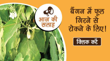 बैंगन में फूल गिरने से रोकने के लिए!