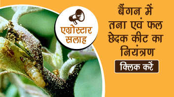 बैंगन में तना एवं फल छेदक कीट का नियंत्रण