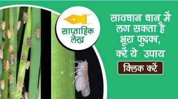 सावधान धान में लग सकता है भूरा फुदका ,करें ये  उपाय