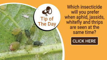 Which insecticide will you prefer when aphid, jassids, whitefly and thrips are seen at the same time?