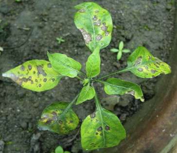 वायरस मुक्त तेज़ मिर्च का उत्पादन कैसे करें