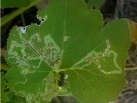 White blotches on leaves