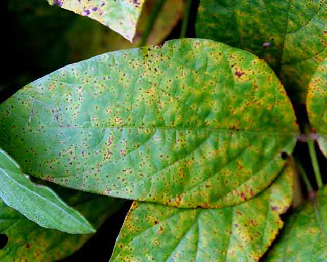 Red rusty spots on leaves