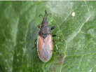 dusky bug