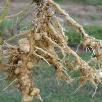 Stunted plant & knotted roots