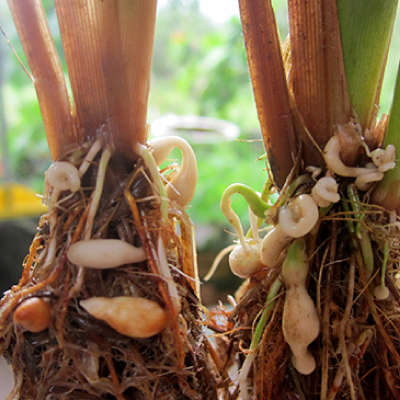 Stunted plant & knotted roots