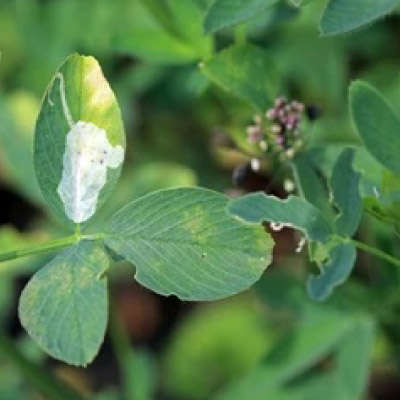 White blotches on leaves