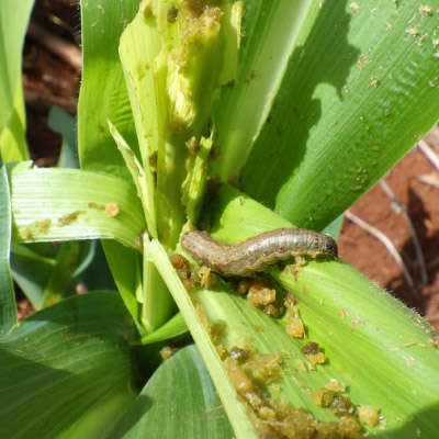 लार्वा (डिंभ) प्रकोप