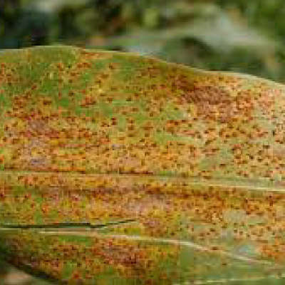 Red rusty spots on leaves