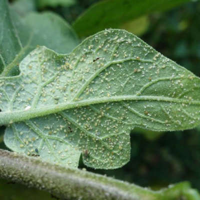 Yellowing & curling of leaf