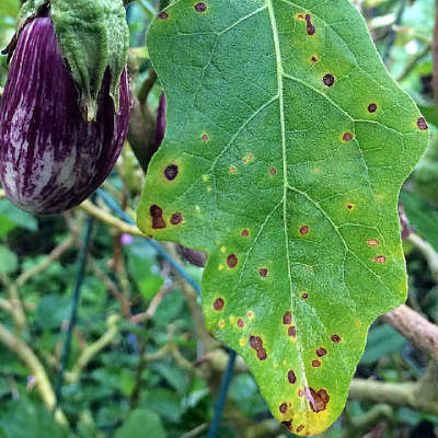 Leaf spot