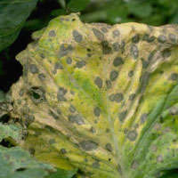 Leaf spot