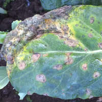 Leaf spot