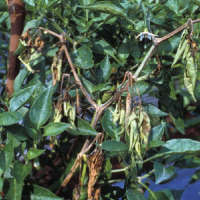 Drying back of twigs in older trees