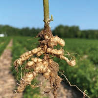 Stunted plant & knotted roots