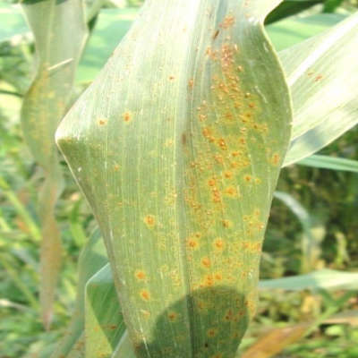 Red rusty spots on leaves