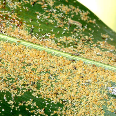 Black sooty mould on upper side of lower leaves.