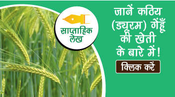 जानें कठिया(ड्यूरम) गेंहूँ की खेती के बारे में!