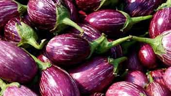 बैंगन में फली छेदक हेतु प्रबंधन