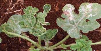 Control of leaf miner in water melon