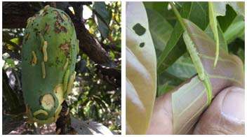 Special Alert for Mango insect pests in all Mango-growing areas of India
