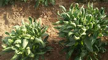 Control of Tomato and Chilli leaf curl