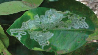 Control of leaf miners in summer groundnut