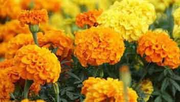 Solution to increase yield of Marigold and other flowers