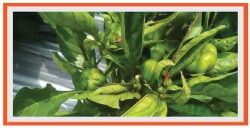 शिमला मिर्च में चूषक कीटों का प्रकोप