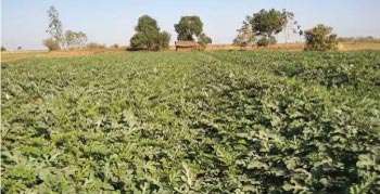 Healthy growth of watermelon due to appropriate guidance
