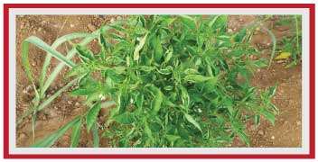 Chilli damaged by thrips attack