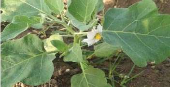 Brinjal growth affected by infestation of sucking pests