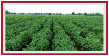 Vigorous growth of healthy chilli plot