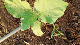 Give fertilizer dose for healthy growth of brinjal