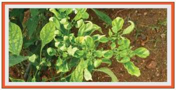 Churda murda or Viral leaf curl in Chilli