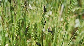 Control of Army worms in wheat