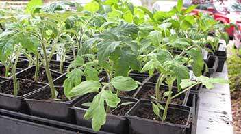 Transplantation management of tomato plants