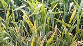 Control aphid in wheat