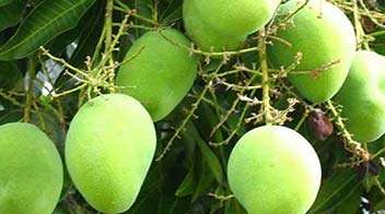 For good growth of Mango fruits