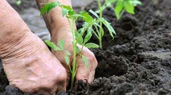 Management of vegetable plants after transplanting