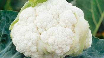 Management of nutrient deficiency in Cabbage and Cauliflower