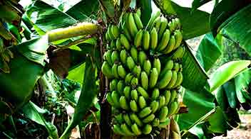 For developing vigorous bunches in Banana