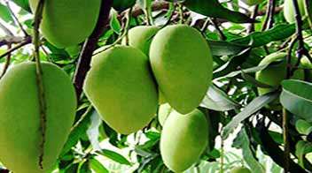 Protection of blossom in Mango