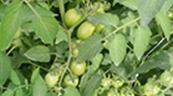 ટામેટાના ફળમાં નીચેની બાજુએ કાળા ડાઘા